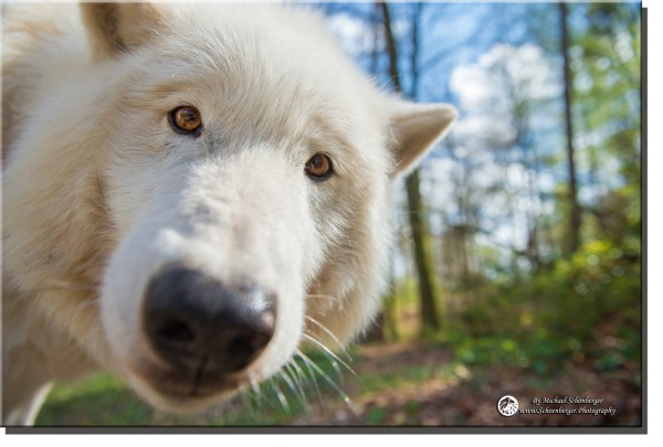 Polarwolf Amarok - Foto Wolfspark Werner Freund by Michael Schönberger - Schoenberger.Photography